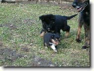   7.t�denn�  N�meck� ov��k a 5.t�denn� �eltie