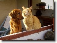 �TY�LET� BARY�KA A 13LET� KOCOUR