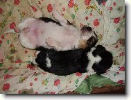 S�GRA,MUS͊ SE NA M� TAK TLA�IT?