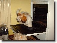 Shih-tzu na pek��i