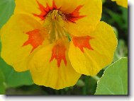 krasavice pozdn�ho l�ta