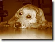 V�ude dob�e, u p�n��ka nejl�pe.