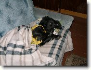 Roztomil� kuku� Ketynky