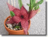 Stapelia v rozkv�tu