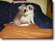 Dej sem ten ko�ich