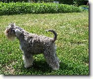 Haf, haf, j� to tady v�echno ohl�d�m