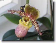 St�evi�n�kovec