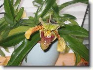 St�evi�n�kovec