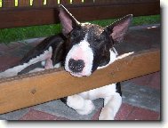 Velk� �um�k se mus� podep��t