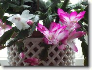 velikono�n� kaktus