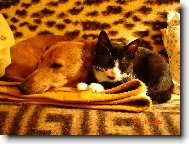 k�mo�i Brok a Molly