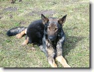 J� se na to ml��ko stejn� dostanu!!!