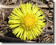 Kv�t podb�lu - makro