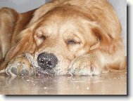 Bladyn�in n�vod na p�ekon�n� jarn� �navy