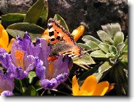 Jeden dou�ek nektaru a let�m