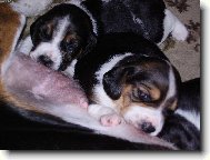 TO JE �R�DLO CO?