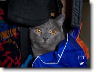 kartouzsk� svet��k