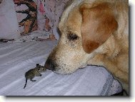 Ahoj, t�� m�, jmenuji se Sany a jak ��kaj� tob�?