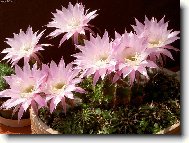 Exotika na balk�n� v panel�ku