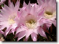 Jsem zkr�tka krasavec