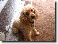 Typick� ps� pohled