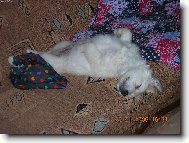 8-mi t�denn� mimino