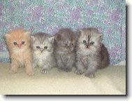 4 ko�i�� sourozenci :-)