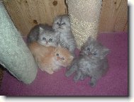 �sm�v pros���m :-)