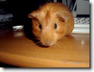 Mil��ek d�t�