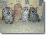 Persk� miminka - no u� batolata :-)