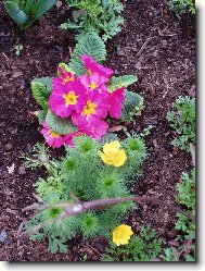 Prvosenka a Hlav��ek