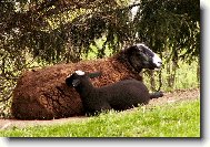 Velikono�n� siesta