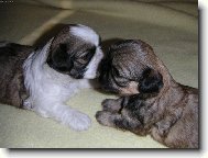 Jsme �ikovn� hol�i�ky :o)