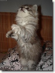 Pros�m, pros�m...