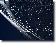 V ulic�ch pavu�in