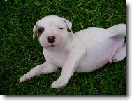 Pejsek na dovolen�