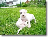 U� t� m�m na lopatk�ch