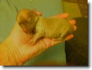 �t�st� se vejde do dlan�