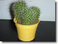 nejobl�ben�j�� kaktusek