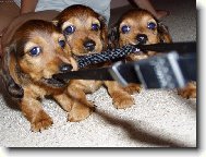 �����tka jezev�ice Nelly