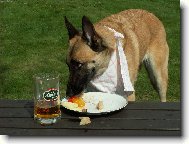 N�� PES NA DOVOLEN� 1