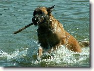 N�� PES NA DOVOLEN� 2