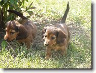 �t���tka jezev�ice Nelly