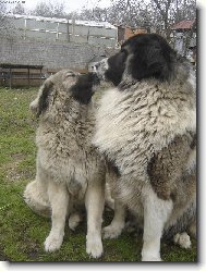 jaro p�sob�......