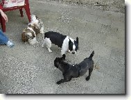 Blueberry s k�mo�ema