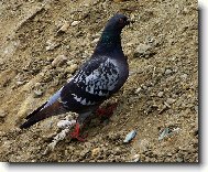 Neotravuj, sh�nim materi�l na opravu hn�zda.