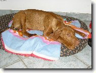 Po n�ro�n�m v�let� zaslou�en� odpo�inek :o)