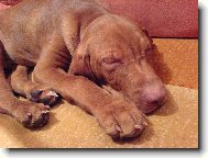 P����t spink�m...