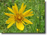 Koz� brada lu�n�