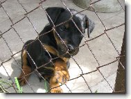 Jagdterrier Bony - �t�n� v kotci